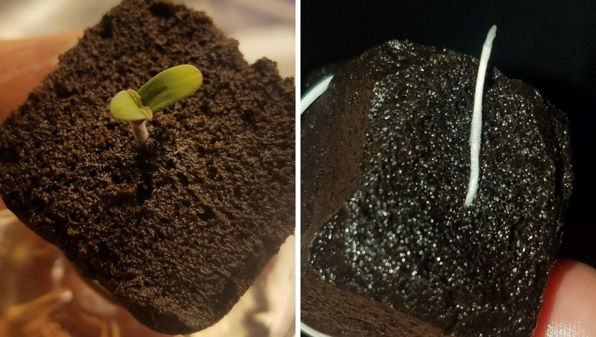 Pineapple Express Auto cannabis strain: germination and seedling stage | week 1 | a small seedling and its root showing from a jiffy plug