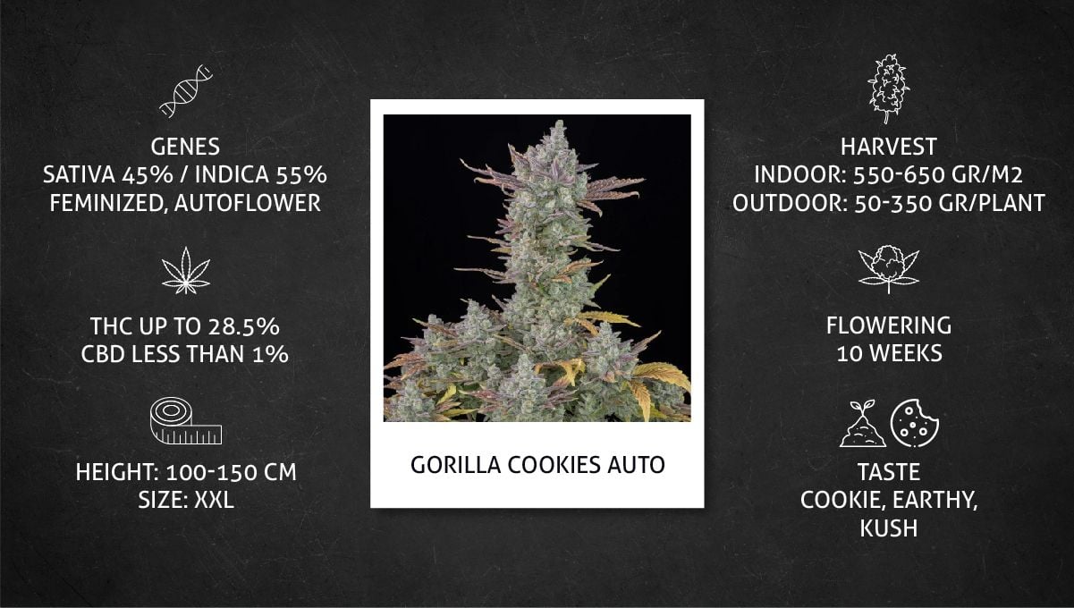 Gorilla Cookies Auto cannabis strain specs sheet