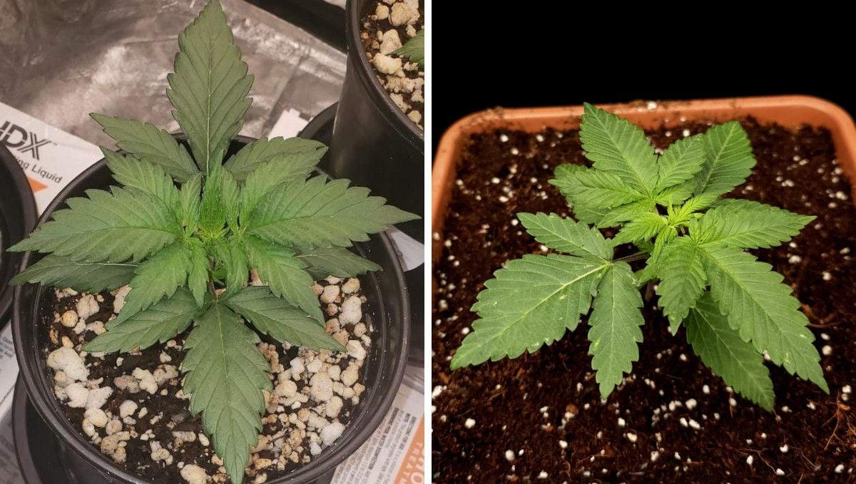 Tropicana Cookies FF cannabis strain: early veg | week 2 | two healthy young plants at the end of the second week