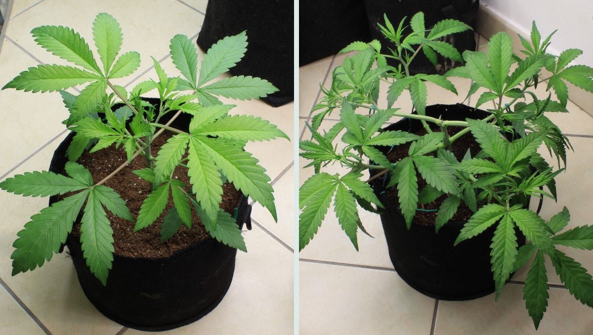 Tropicana Cookies Auto cannabis strain: mid veg | weeks 3-4 | an autoflower topped and LST'd