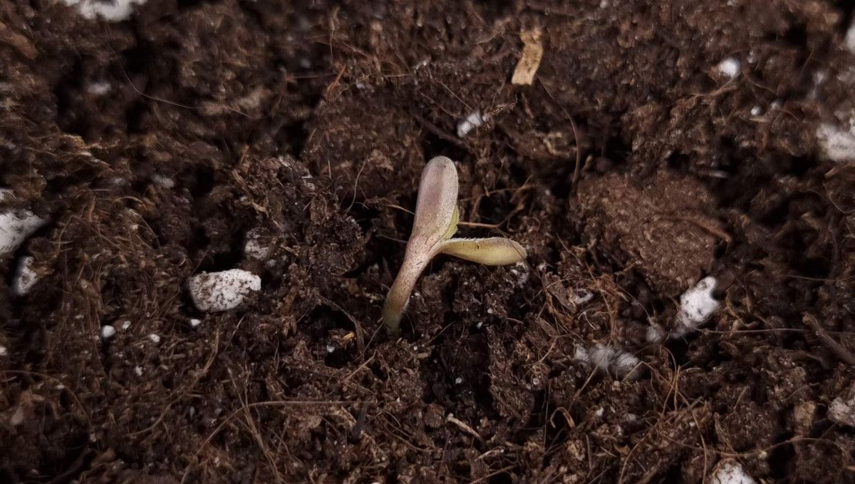 Mimosa Cake Auto cannabis strain: germination and seedling stage | week 1 | a cannabis seedling coming up from the coco medium