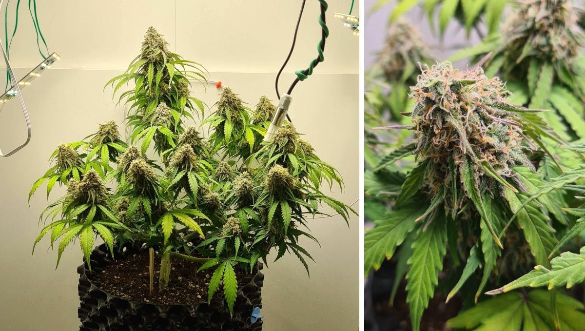 Super Lemon Haze Auto cannabis strain: ripening and harvest | weeks 10 | an almost mature indoor plant with fading leaves and a closeup of one of its buds with most of the hairs gone orange