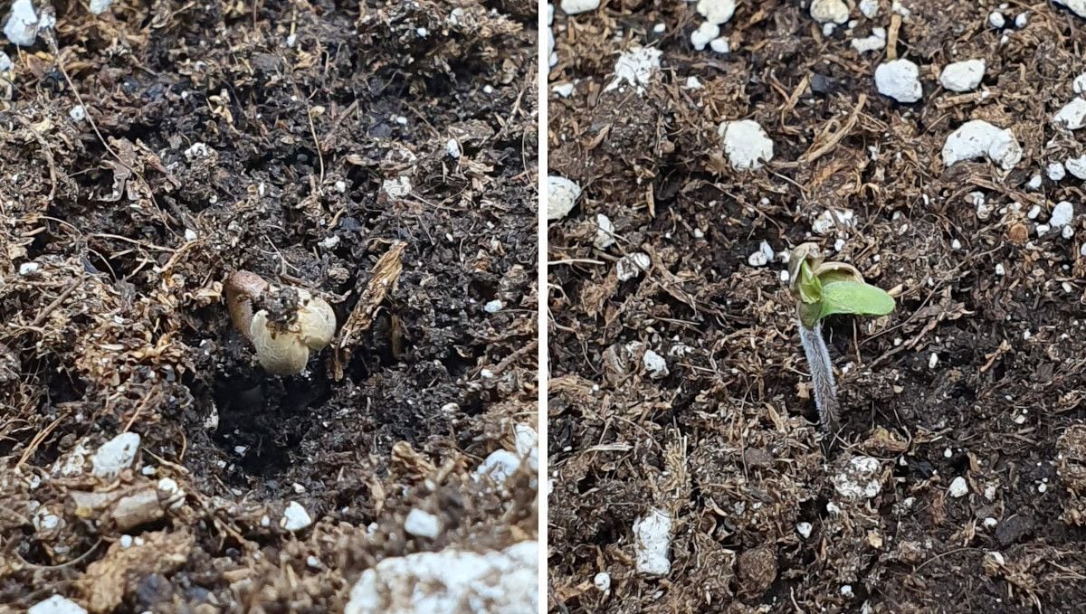 Wedding Cheesecake FF cannabis strain: germination and seedling stage | week 1 | the process of sprouting and shedding the outer shell Wedding Cheesecake FF cannabis strain: germination and seedling stage | week 1 | the process of sprouting and shedding the outer shell