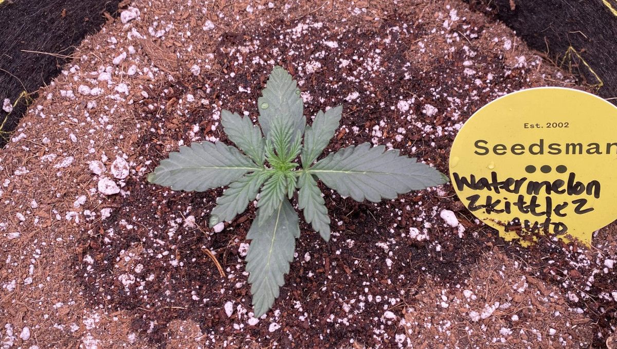 Watermelon Z Auto cannabis strain: early veg | week 2