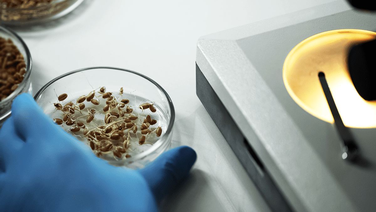 What is Fast Buds' Outlet?