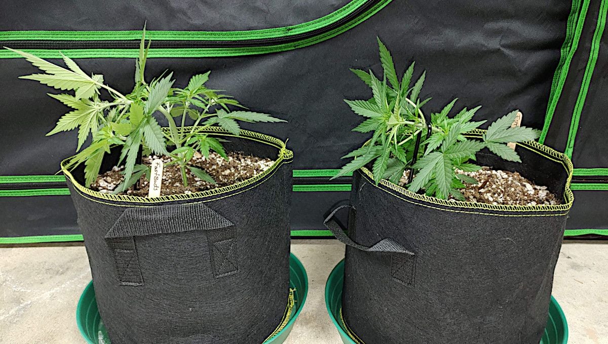 Forbidden Runtz Auto Cannabis Strain Week-by-Week Guide: Two 4 weeks old autoflowers in fabric pots with the main stalk bent and tied down