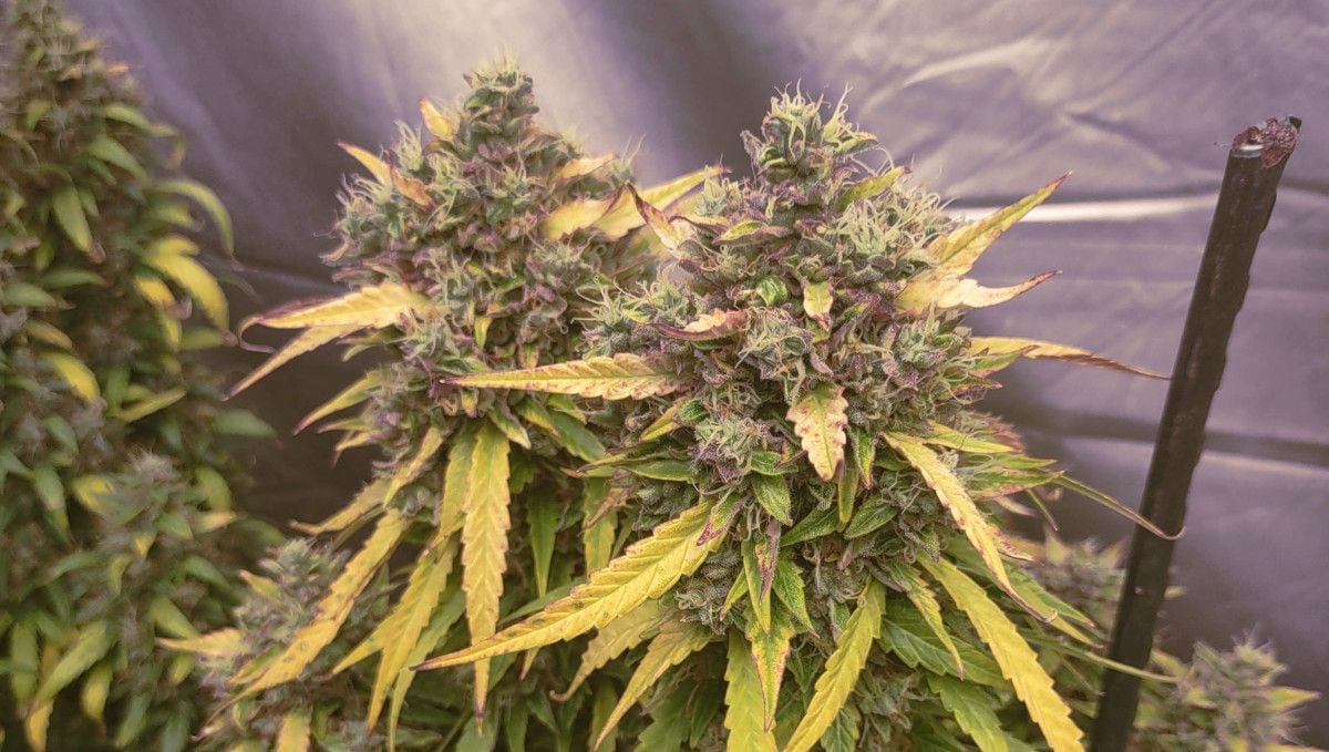 Frosted Guava Auto Cannabis Strain WeekbyWeek Guide Fast Buds