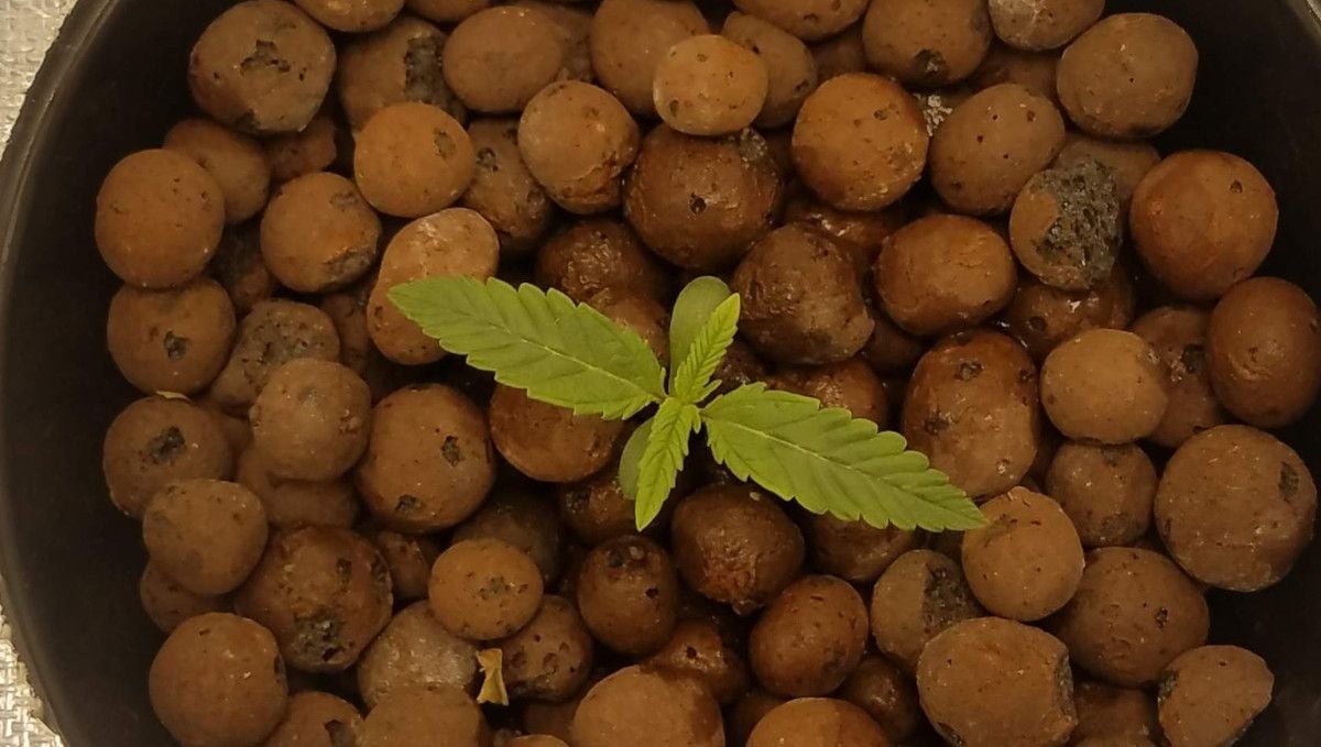 Pineapple Express Auto cannabis strain: germination and seedling stage | week 1 | a 1-week-old sprout in Hydroton medium