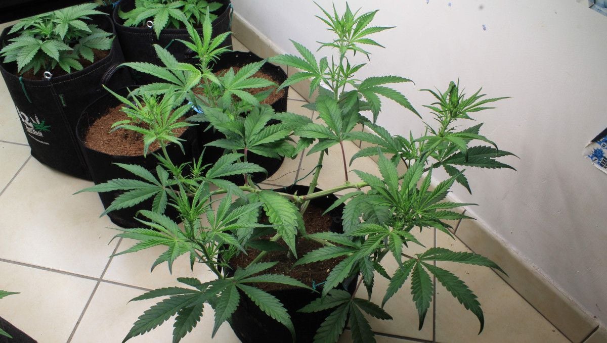 Tropicana Cookies Auto cannabis strain: transition (pre-flower) | week 5 | a topped 4-week-old autoflower with an open bush structure