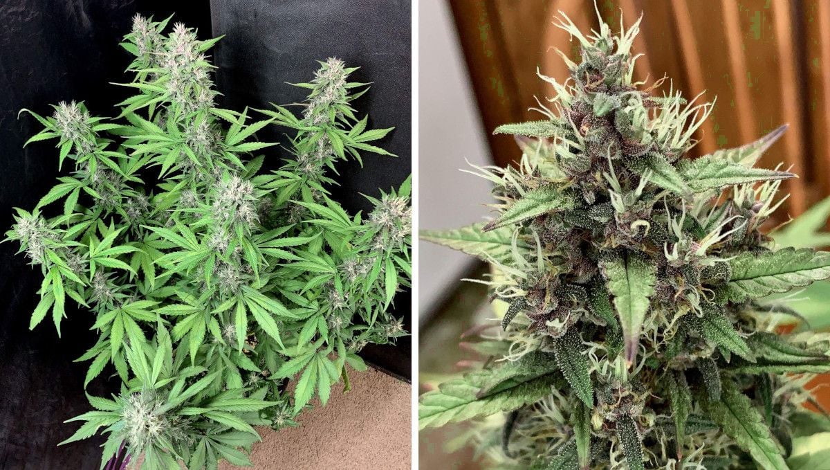 LSD-25 Auto cannabis strain: mid flower (bulk phase) | weeks 7-8 | an indoor weed plant with multiple tops and light-purple buds and a closeup of such a bud covered in white pistils