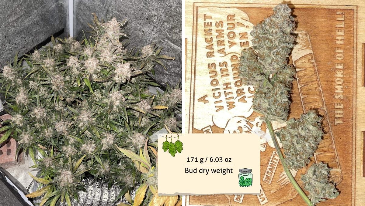 Gorilla Zkittlez Auto Cannabis Strain Week-by-Week Guide | Fast Buds