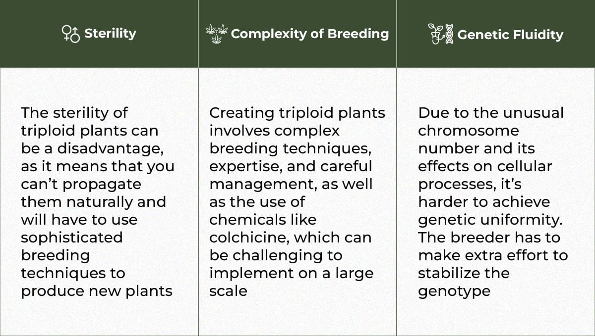 The Potential of Triploid Genetics in Revolutionizing the Cannabis Industry: The drawbacks The Potential of Triploid Genetics in Revolutionizing the Cannabis Industry: The drawbacks