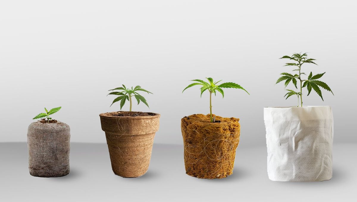 Transplanting Cannabis: The Ultimate Guide: Young marijuana plants in a jiffy plug, jiffy cup, rockwool plug, and a non-woven nursery grow bag