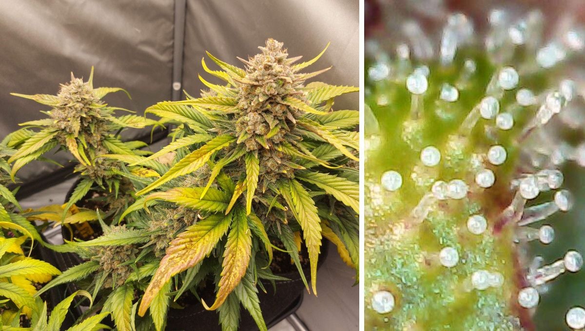 Banana Purple Punch Auto cannabis strain: ripening and harvest | weeks 10- | faded marijuana plant and an extreme close-up of trichomes