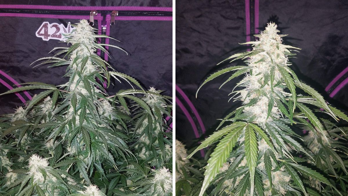 Six Shooter Auto cannabis strain: mid flower (bulk phase) | weeks 8-9 | a mature autoflower outside a grow tent