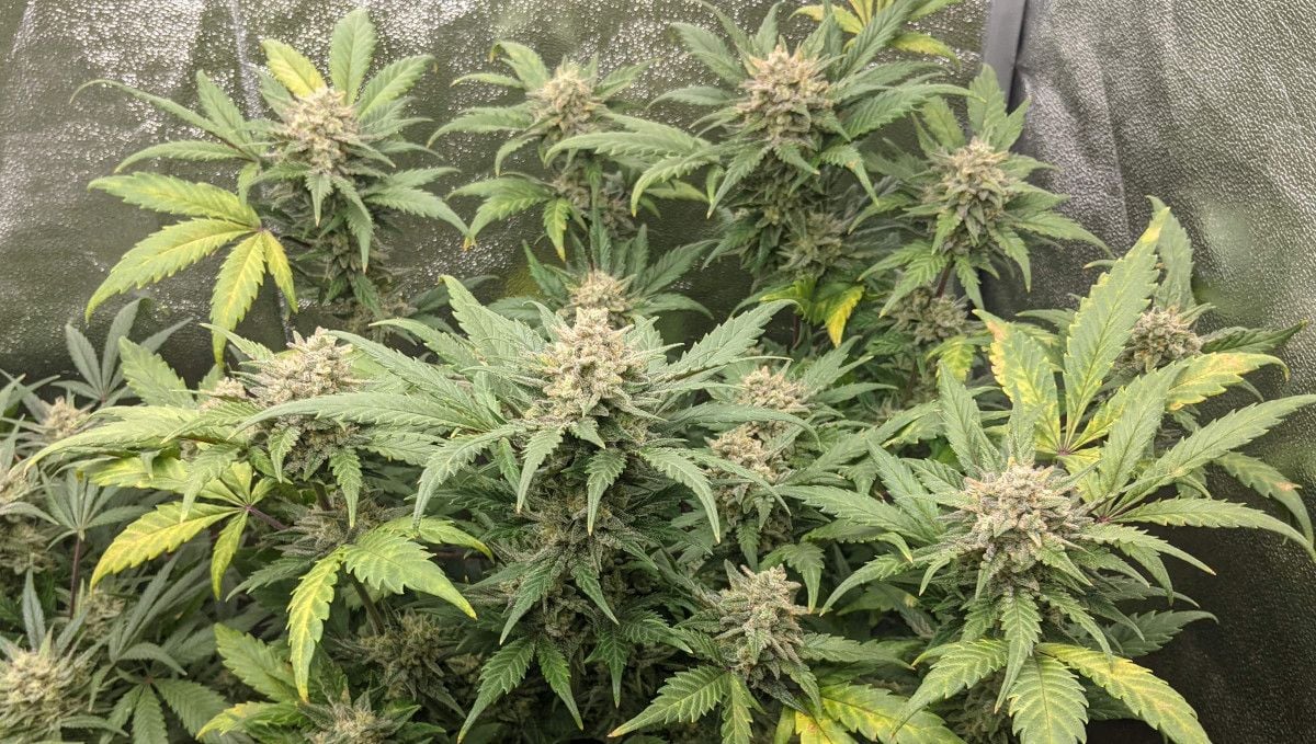 Tropicana Cookies Auto cannabis strain: ripening and harvest | week 10 | an almost mature marijuana plant with the signs of deficiencies on its leaves
