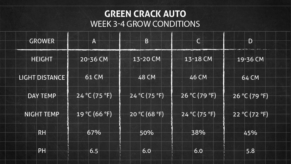 Green Crack Auto cannabis: weeks 3-4 grow conditions