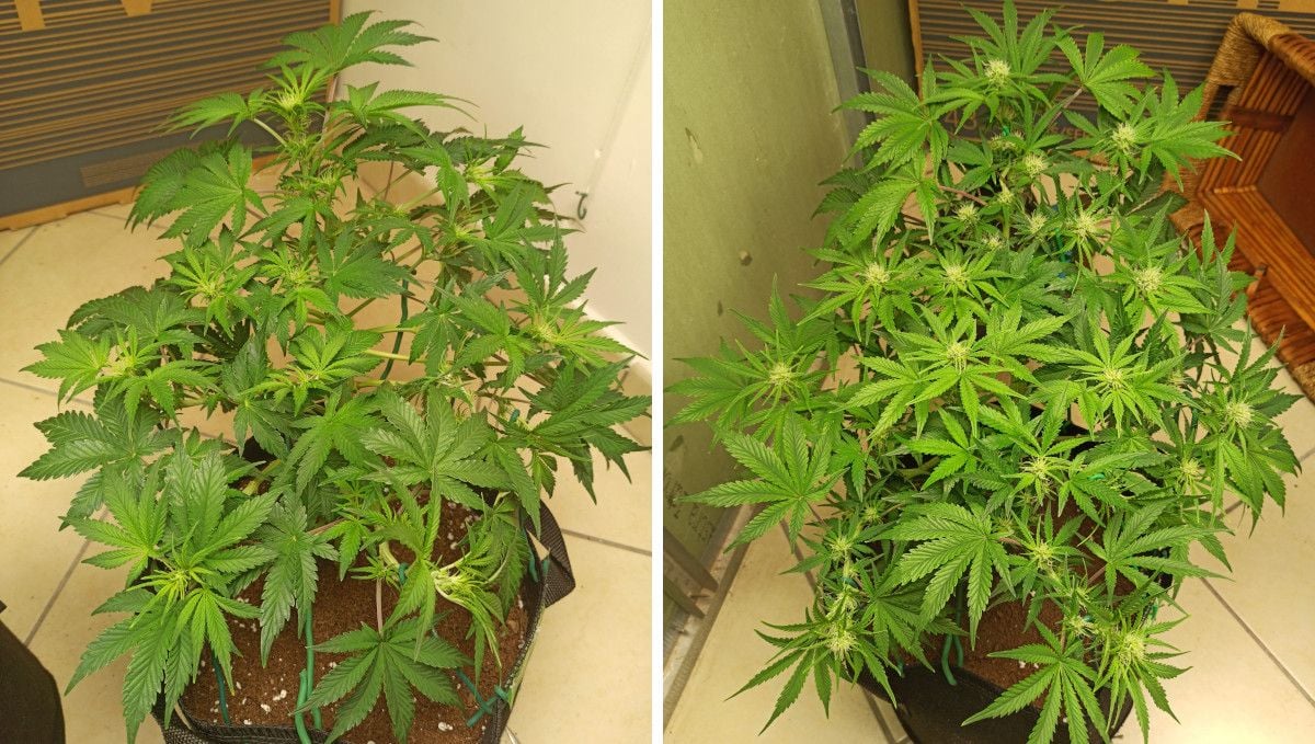 Mimosa Cake Auto cannabis strain: early flower | weeks 6-7 | a wide and branchy plant with the first flowers forming