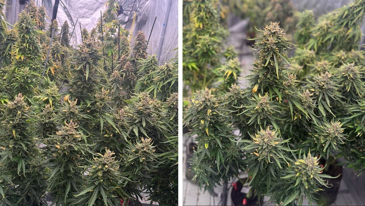 End of the Seed Cycle