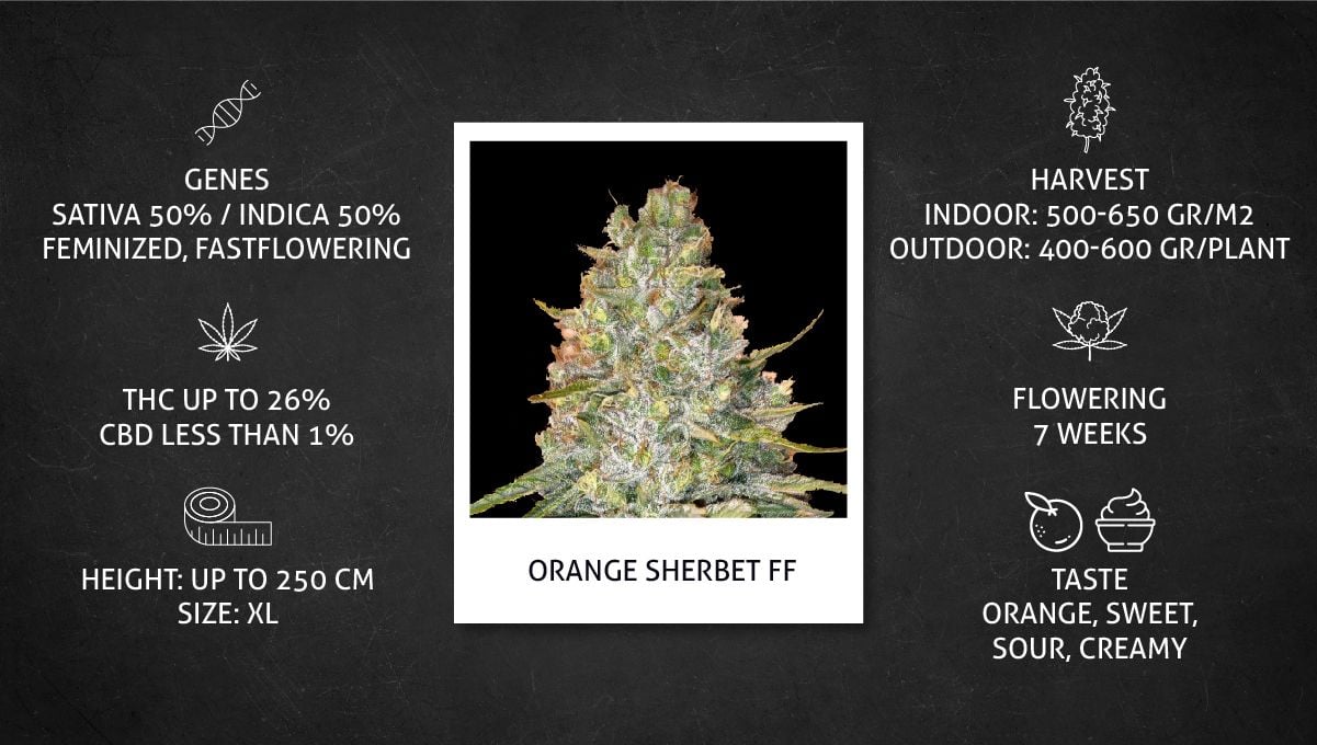 Orange Sherbet FF Cannabis Strain Week-by-Week Guide | Fast Buds