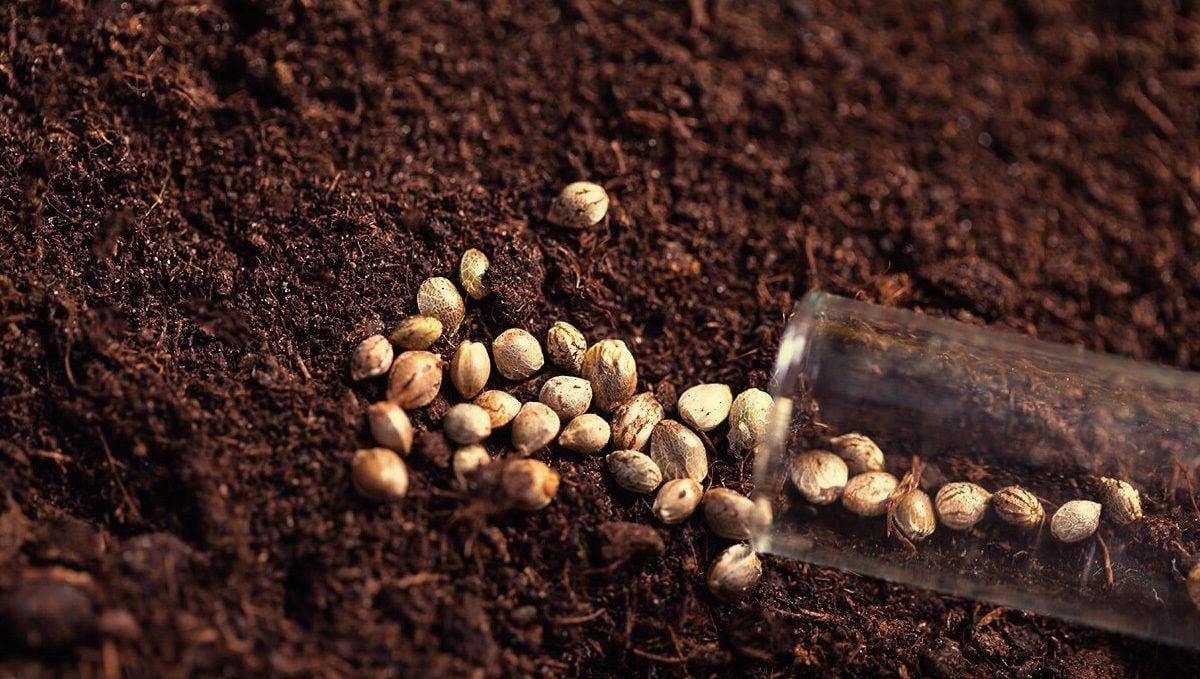 DEA Confirms Marijuana Seeds Are Federally Legal in the US: Several cannabis seeds spilled out from a small glass vial on the surface of coco medium