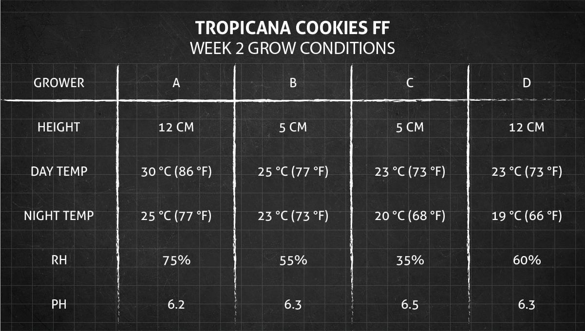 Tropicana Cookies FF cannabis strain: week 2 grow conditions