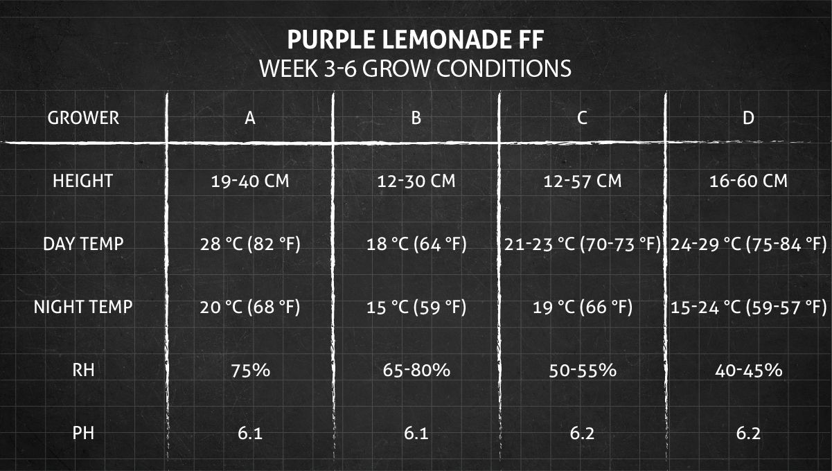 Purple Lemonade FF cannabis strain: weeks 3-6 grow conditions