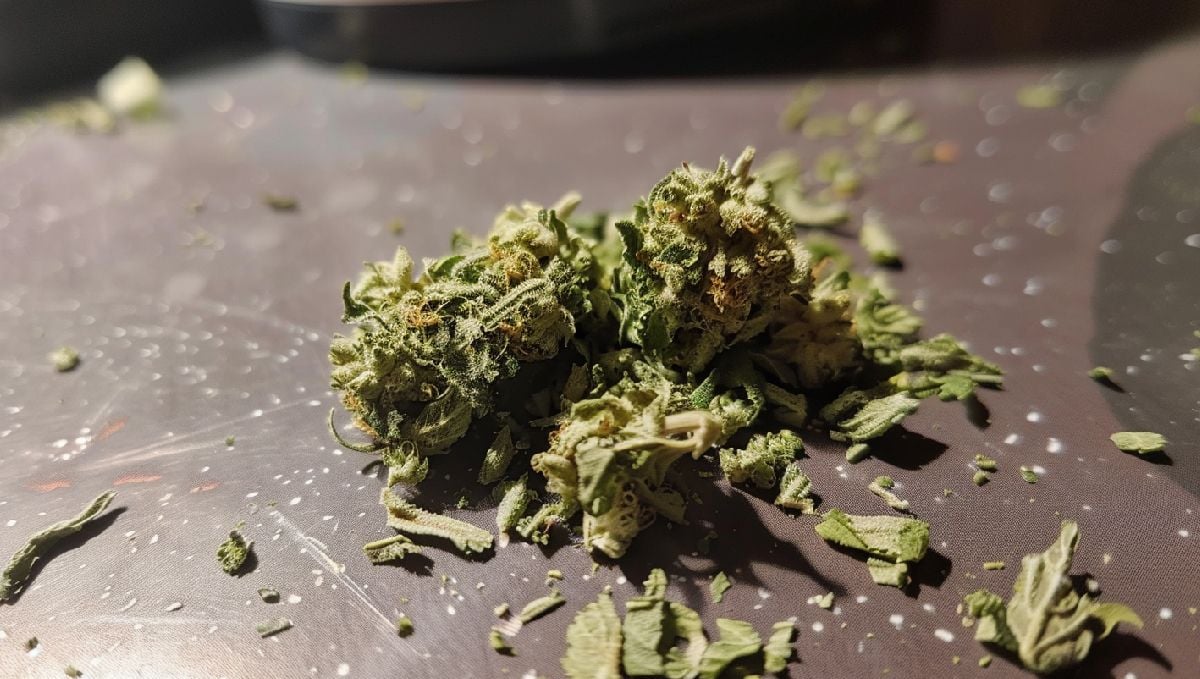 Brick weed may sometimes smell like ammonia, dirt or hay.