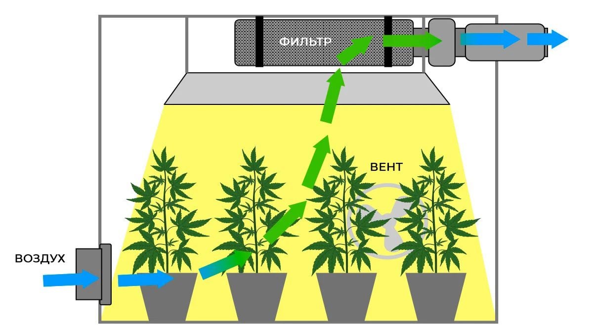 When do Autoflowers Start to Smell?: Controlling smell with Carbon Filter