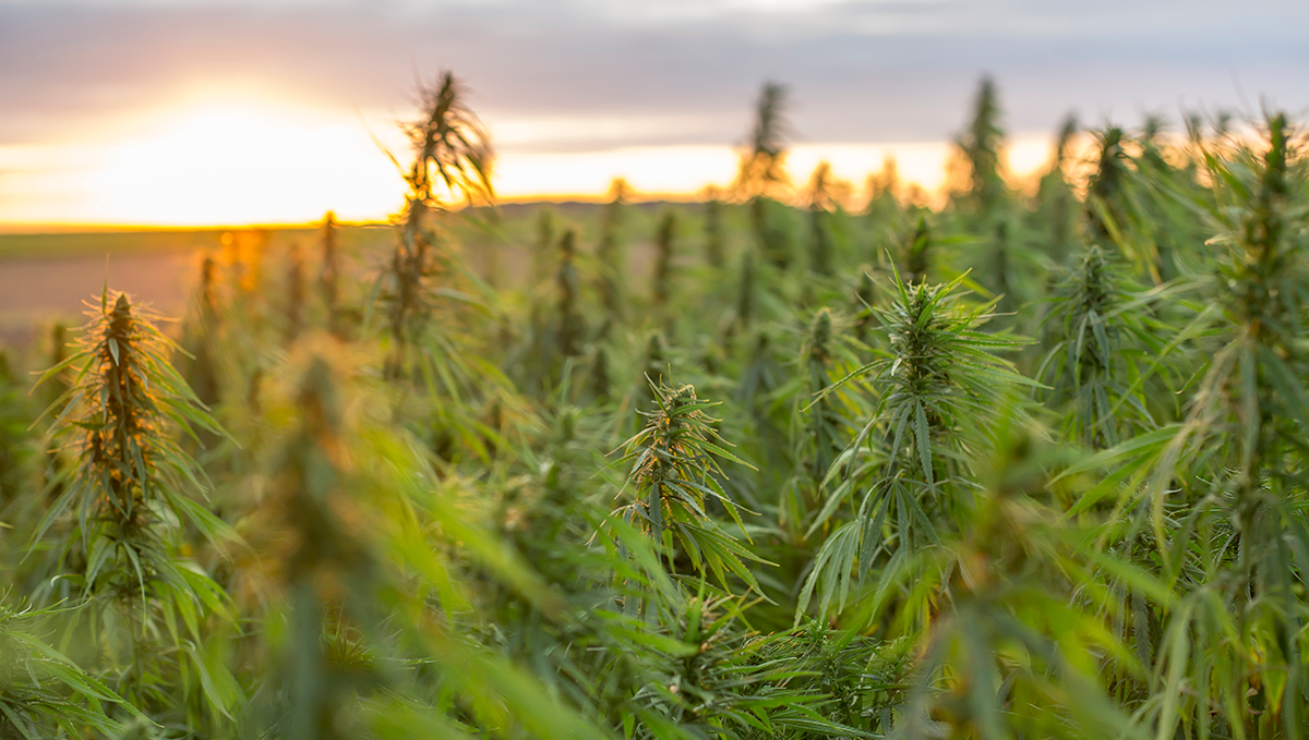 Weed in china: history and politics