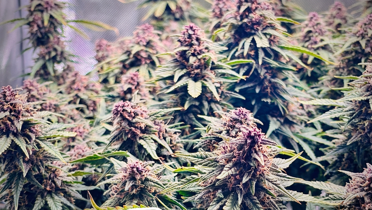 Tam çiçeklenmede, @ChrisNbrandi'nin sunduğu harika Banana Purple Punch RF3.