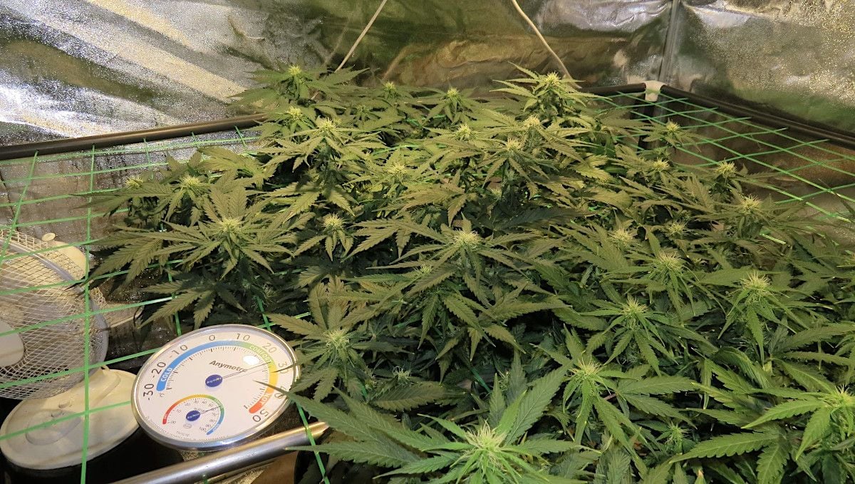 Mexican Airlines Auto cannabis strain: early flower | weeks 6-7 | an autoflower spreading its many branches above a ScrOG net