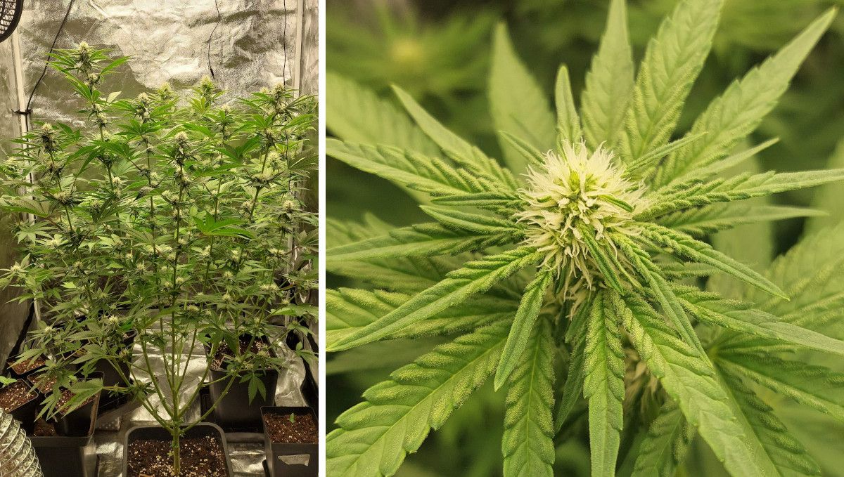 Wedding Cheesecake FF cannabis strain: early flower | weeks 8-9 | a stretchy, multi-branch plant in a grow tent and a close shot of its immature bud with white pistils Wedding Cheesecake FF cannabis strain: early flower | weeks 8-9 | a stretchy, multi-branch plant in a grow tent and a close shot of its immature bud with white pistils