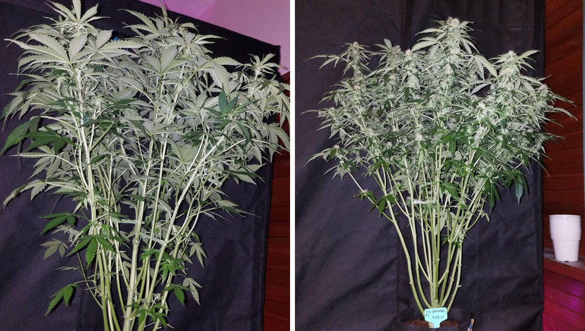 Six Shooter Auto cannabis strain: early flower | weeks 6-7 | a stretchy and lollipopped autoflower