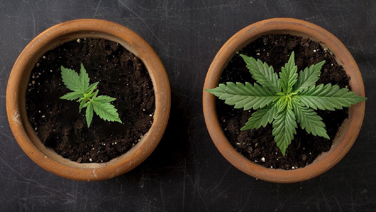 Transplanting Cannabis: The Ultimate Guide: A smaller and a bigger seedlings side by side