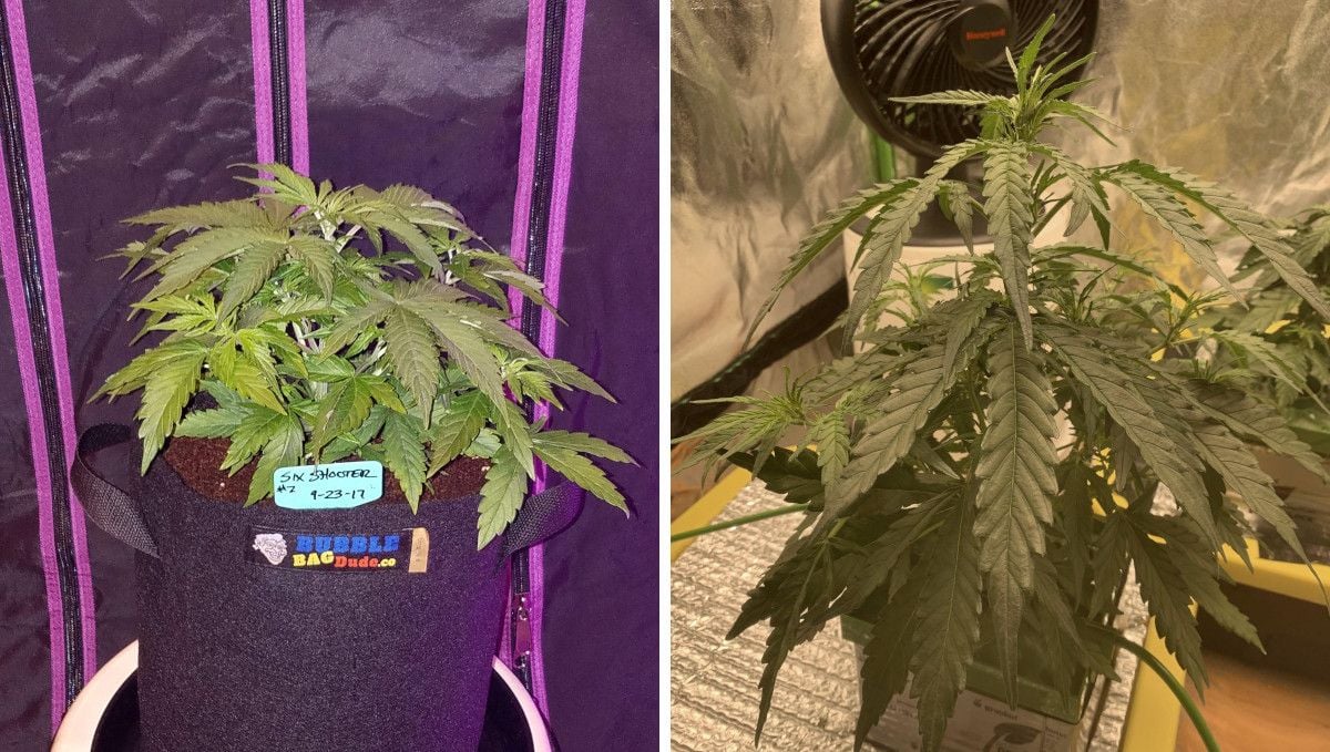 Six Shooter Auto cannabis strain: mid veg | weeks 3-4 | the comparison of two plants: one gron in a smart pot with coco and the other one in DWC