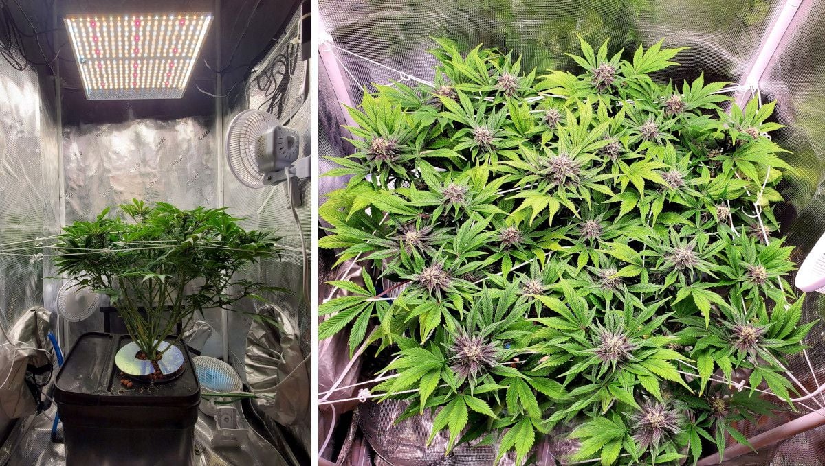 Blackberry Auto cannabis strain: early flower | weeks 6-7 | a plant in a grow tent and a DWC system seen from the side and from the top Blackberry Auto cannabis strain: early flower | weeks 6-7 | a plant in a grow tent and a DWC system seen from the side and from the top