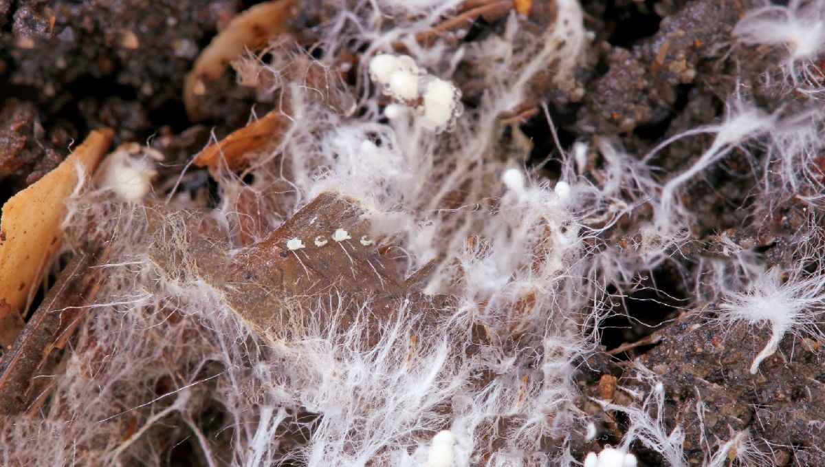 Korean natural farming: IMO Korean natural farming: IMO