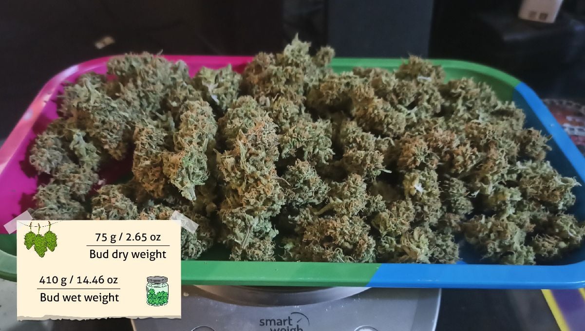 Forbidden Runtz Auto Cannabis Strain Week-by-Week Guide: A harvest of dry marihuana buds weighed on scales