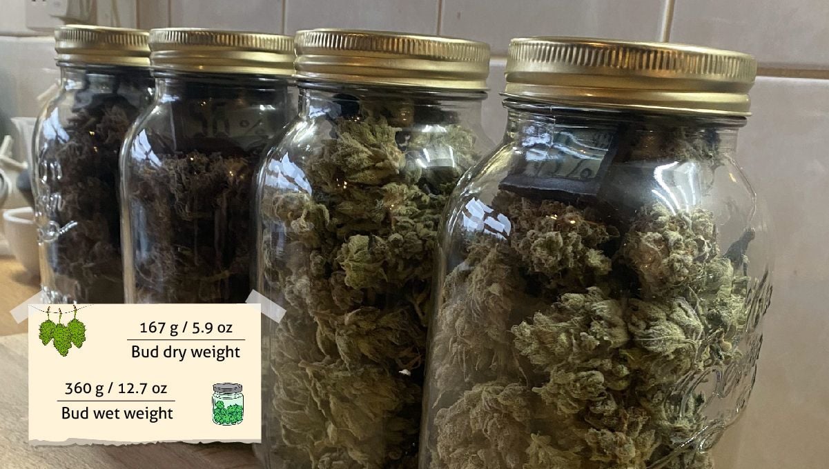 Gorilla Cookies Auto Cannabis Strain Week-by-Week Guide: Mason jars filled with bud