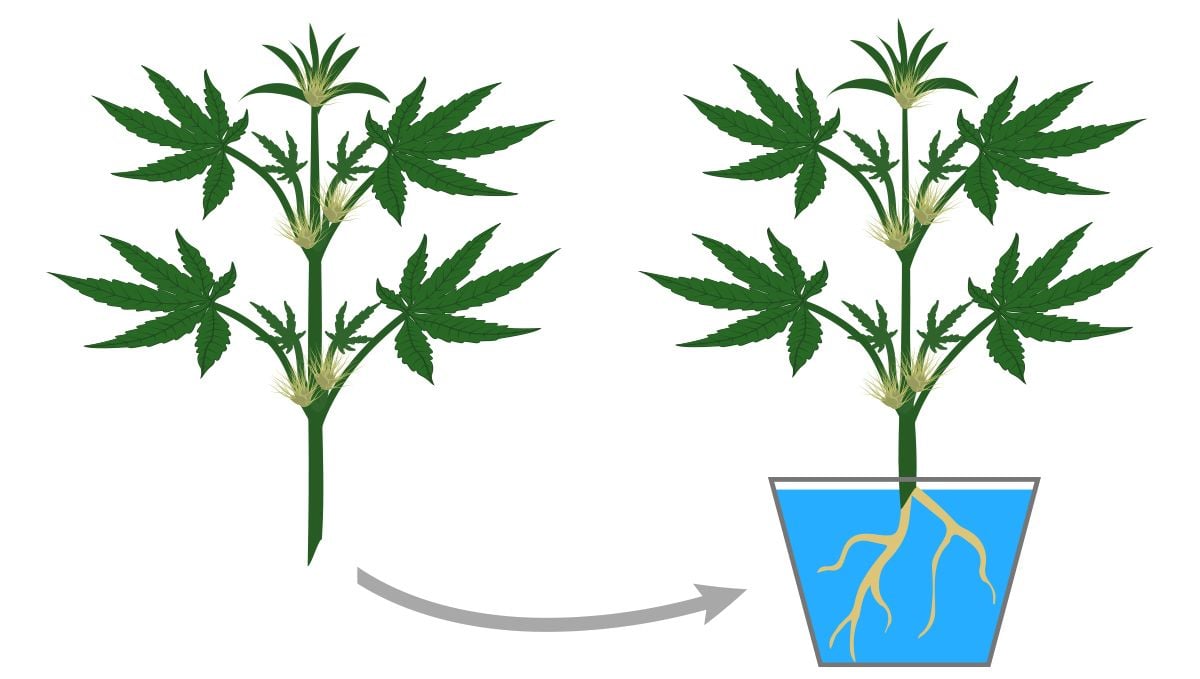 Monster cropping: how to root clones