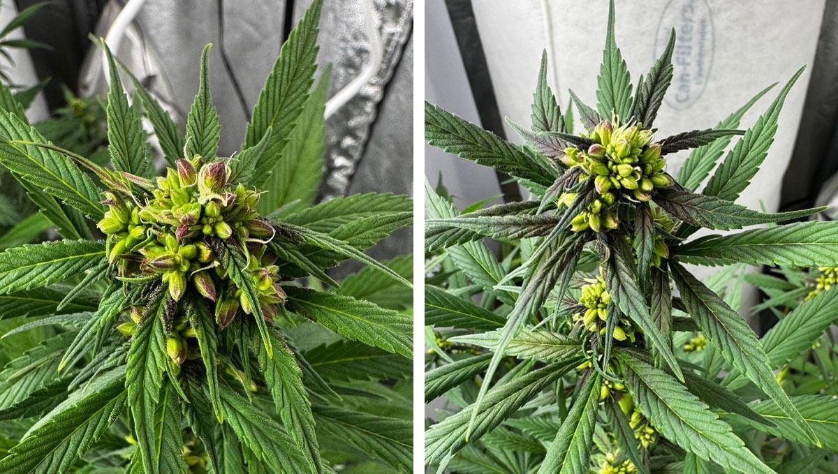 cov43.jpg Males of Lemon Cherry Cookies