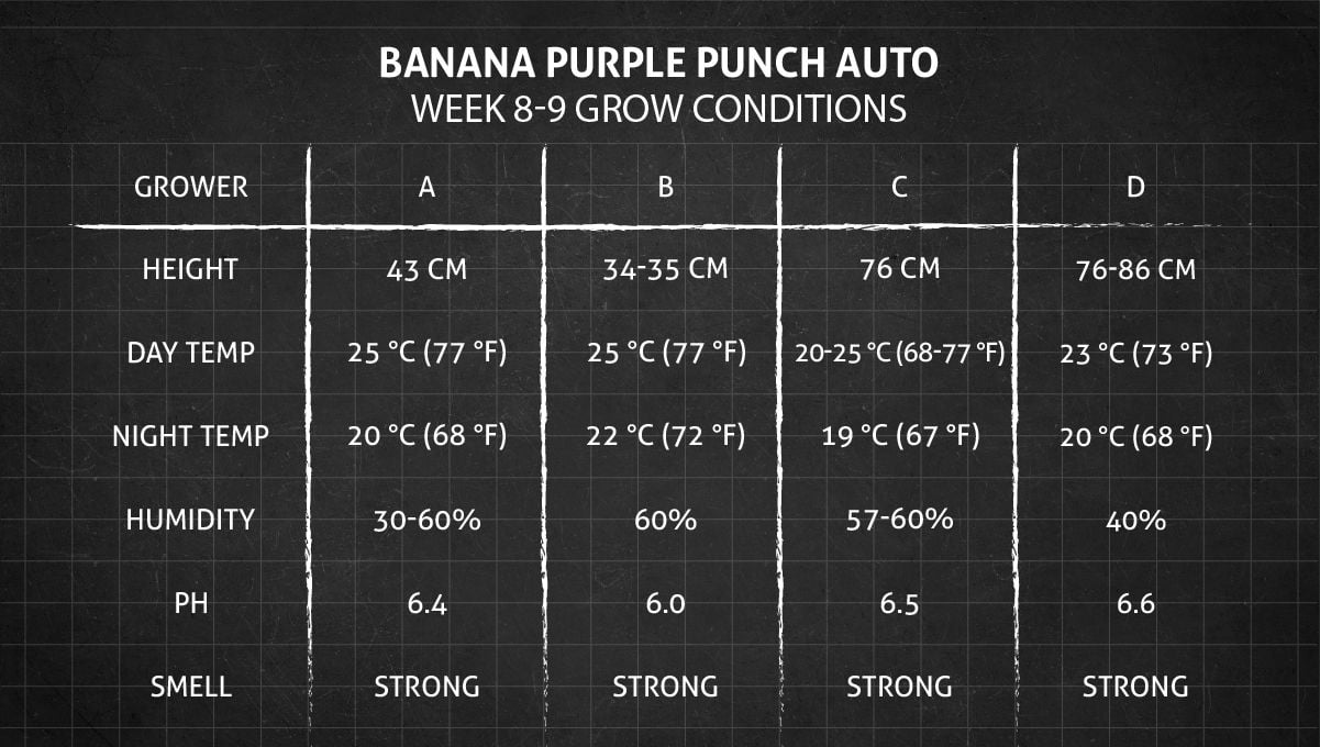 Banana Purple Punch Auto cannabis strain: weeks 8-9 grow conditions