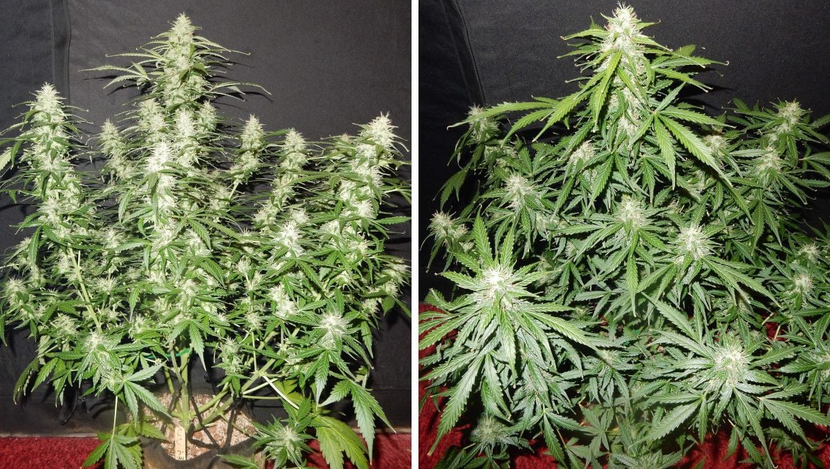 Cream Cookies Auto cannabis strain: mid flower (bulk phase) | weeks 8-9 | a side view and top view of a huge autoflower with multiple branches maturing indoors