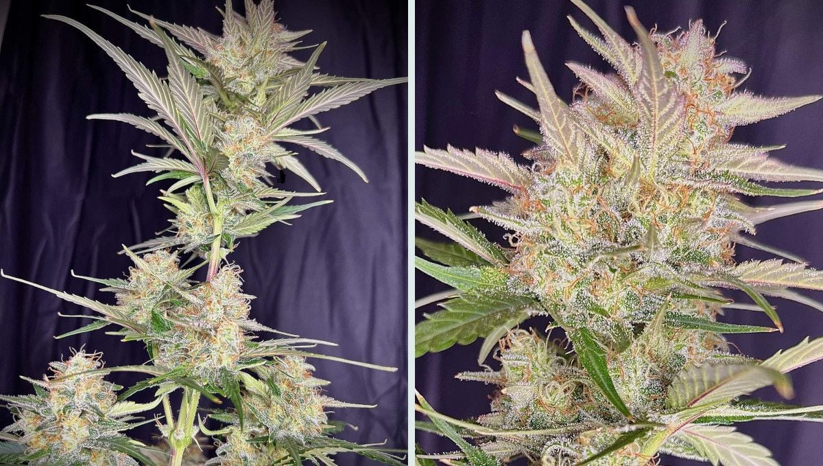 Strawberry Gorilla Auto Cannabissorte: mittlere Blüte (Massephase) | Wochen 8-9 | schön gestapelte Blütenstände