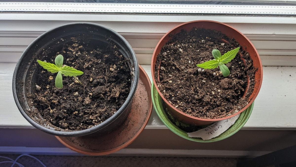 Green Crack Auto cannabis strain: germination and seedling stage | week 1 | grown in a window