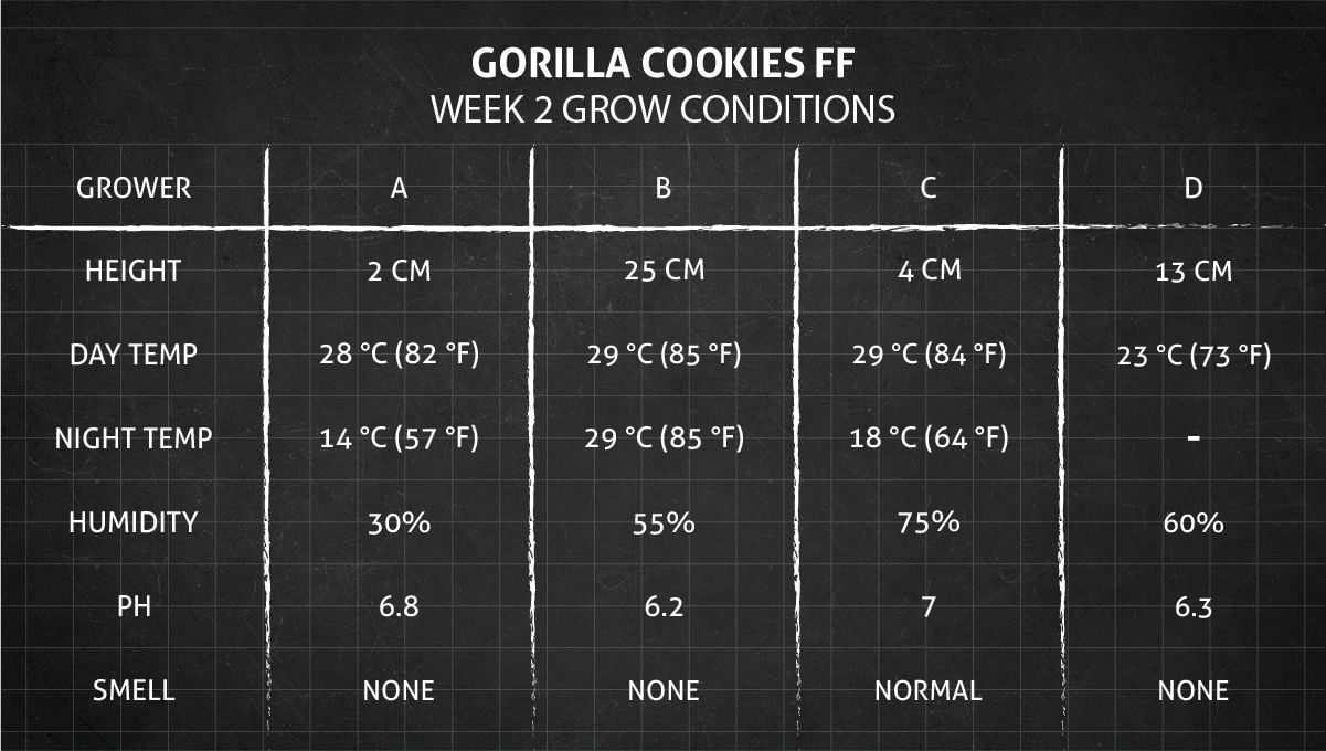 Gorilla Cookies FF cannabis strain: week 2 grow conditions