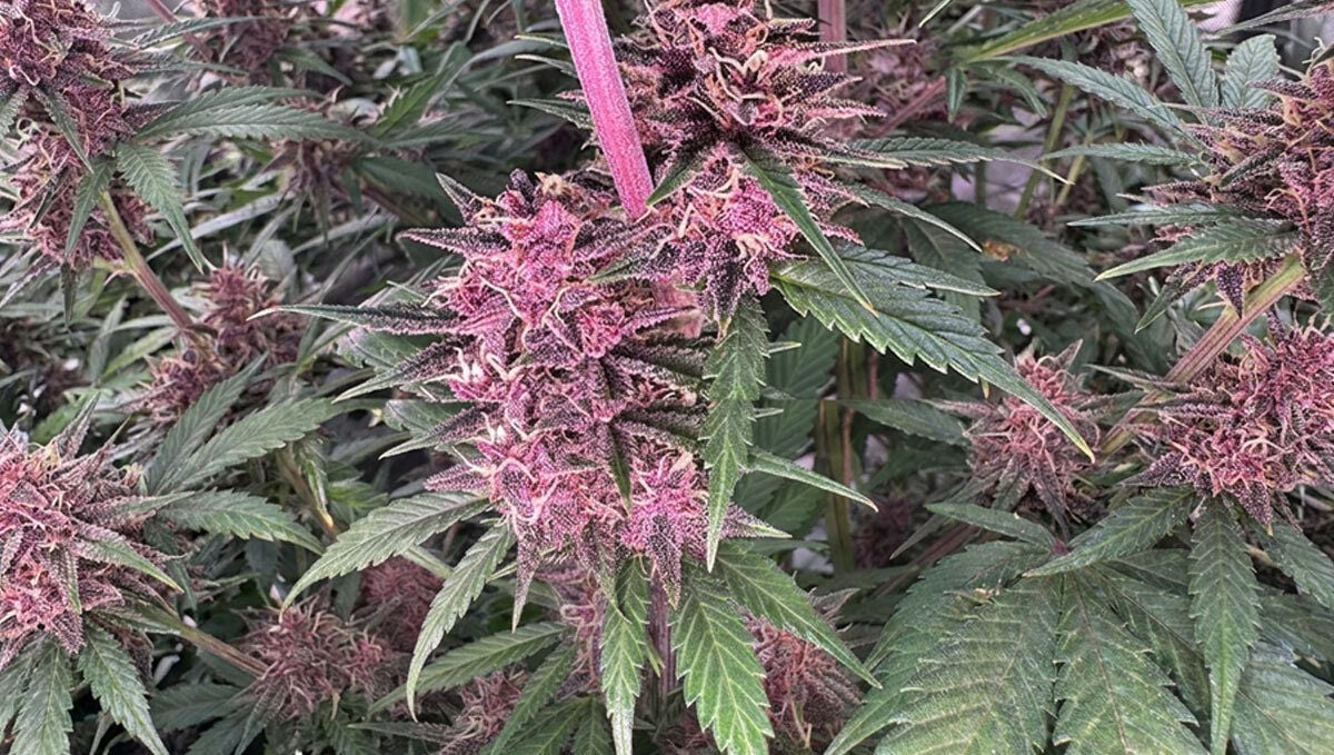 Banana Purple Punch Auto RF3