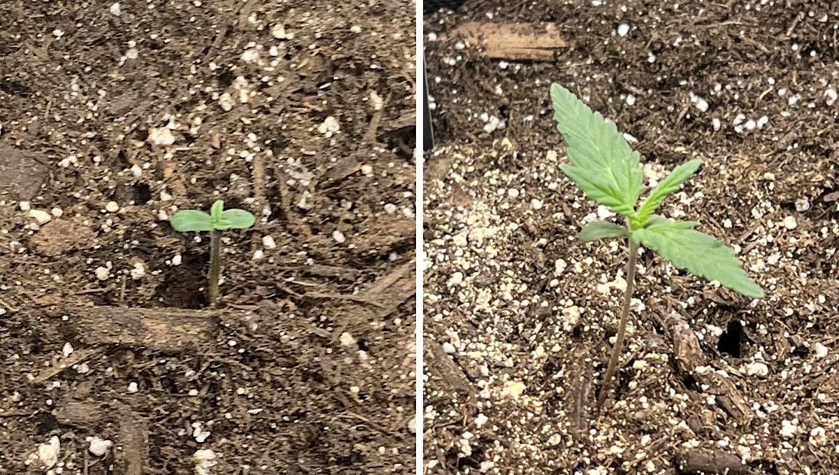 Stardawg Auto cannabis strain: germination and seedling stage | week 1 Stardawg Auto cannabis strain: germination and seedling stage | week 1