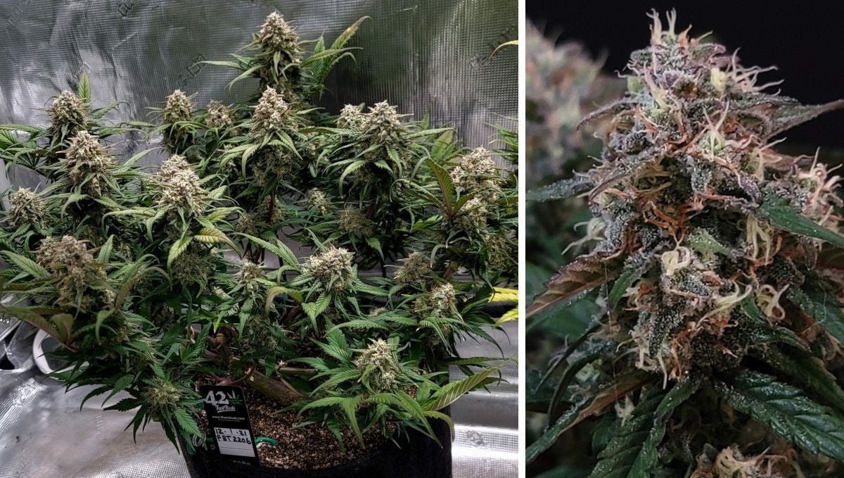 Gorilla Z Auto cannabis strain: mid flower (bulk phase) | weeks 8-9 | a low-profile, multi-branch marijuana plant and a closeup of its nugget